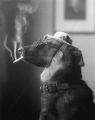 Hund mit Brille  Hut und Zigarette
