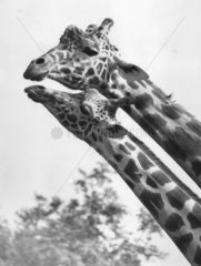 Zwei Giraffenkoepfe