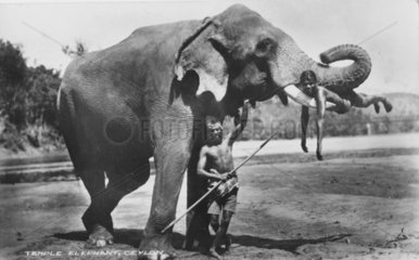 Elefant stemmt Mann mit Stasszaehnen