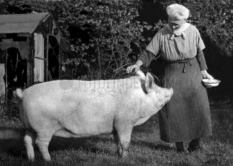 Frau streichelt grosses Schwein