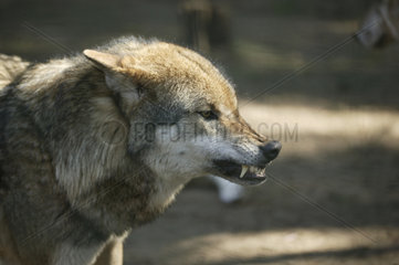Wolf der Zaehne fletscht