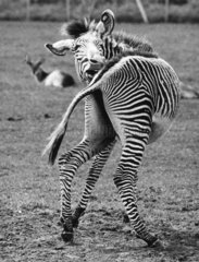 Zebra beisst sich in Schwanz