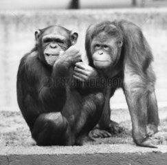 sitzender Schimpanse und Orang Utan