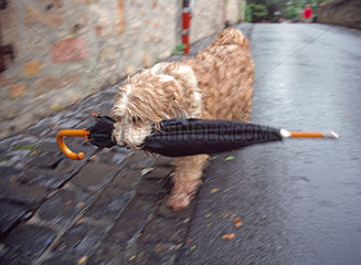 Hund transportiert Regenschirm