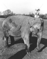 Elefant mit Hund