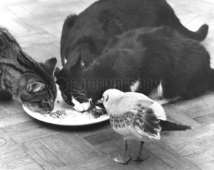 Katzen + Vogel fressen