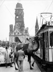 Kamel steigt vor Gedaechtniskirche in Berliner Strassenbahn ein