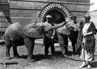 Dame mit jungen Elefanten im Zoo