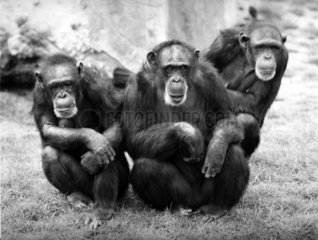 3 Schimpansen
