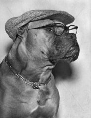 Hund mit Brille und Muetze