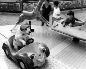 Hund mit Hut und Junge fahren Autokarussell