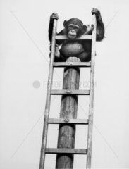 Junger Schimpanse auf Leiter