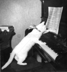 Hauskatze spielt Klavier