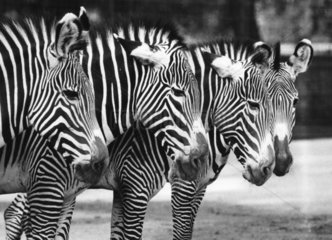 4 Zebras