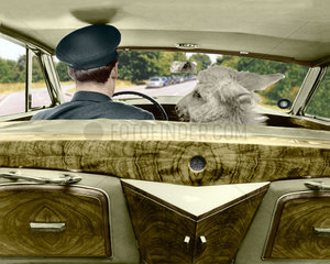 Esel auf dem Beifahrersitz
