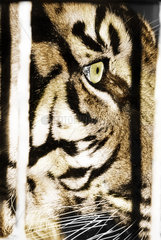 Tigerkopf hinter Gitterstab