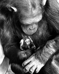 Schimpanse hat Meerkatze auf dem Arm
