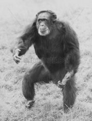 Schimpanse auf der Wiese gehend