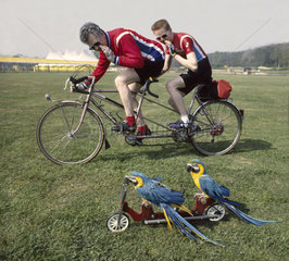 Wettkampf zwei Radfahrer fahren gegen zwei Papageien