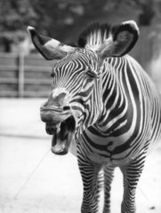 Zebra schreit
