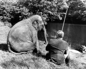Elefant und Mann sitzen zusammen