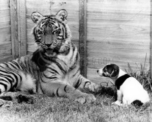 Tiger und kleiner Hund