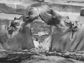Wasserschlacht der Nilpferde