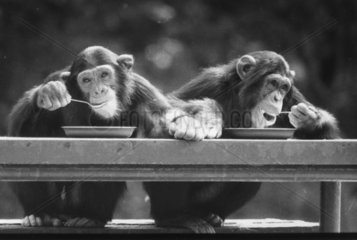 2 Affen essen auf der Bank