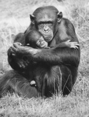 Schimpansenmutter mit ihrem Baby