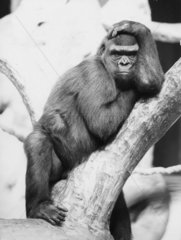 Gorilla lehnt am Baumstamm