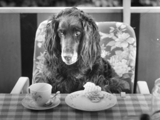 Hund mit Kaffee und Waffel