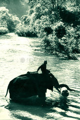 Thailand - Mann auf Elefant im Wasser