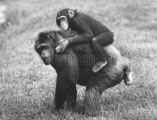 Junger Schimpanse auf dem Ruecken der Mutter