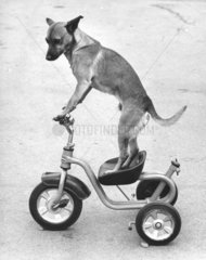 Hund balanciert auf Dreirad