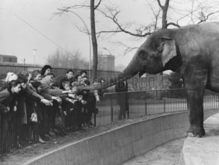 Kinder fuettern Elefanten in Zoo