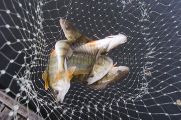 gefangene Fische im Netz
