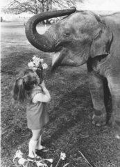 Maedchen fuettert Elefant mit Blumen