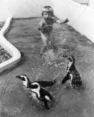 3 kleine Pinguine spielen mit Kind im Wasser