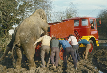 Elefant schiebt mit Maennern ein Auto aus dem Schlamm