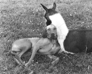 Hund + Lama