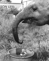 Elefant und badendes Kueken