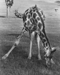 Giraffe mit gespreizten Beinen