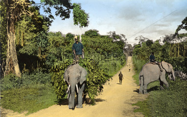 afrikanische Elefanten bei der Arbeit