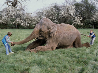 Elefant mit Kindern auf Wiese