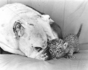Bulldogge + Leopardenbaby