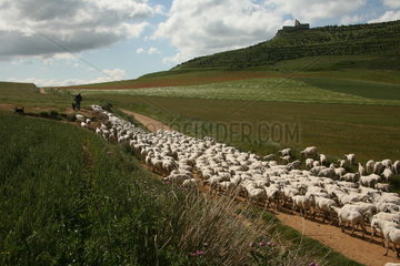 Schafherde auf dem Jakobsweg - Camino de Santiago