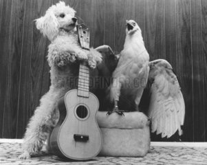 Pudel und Adler machen Musik