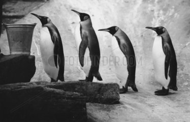 4 Pinguine vor Eimer