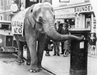 Elefant am Briefkasten