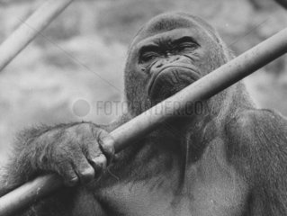 Gorilla schaut ueber die Stange